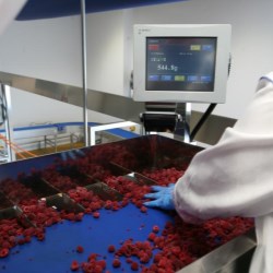 Premium cakes benefit from ISHIDA weighing and inspection technology